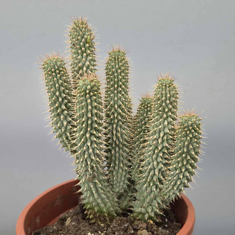 hoodia gordonii cactus