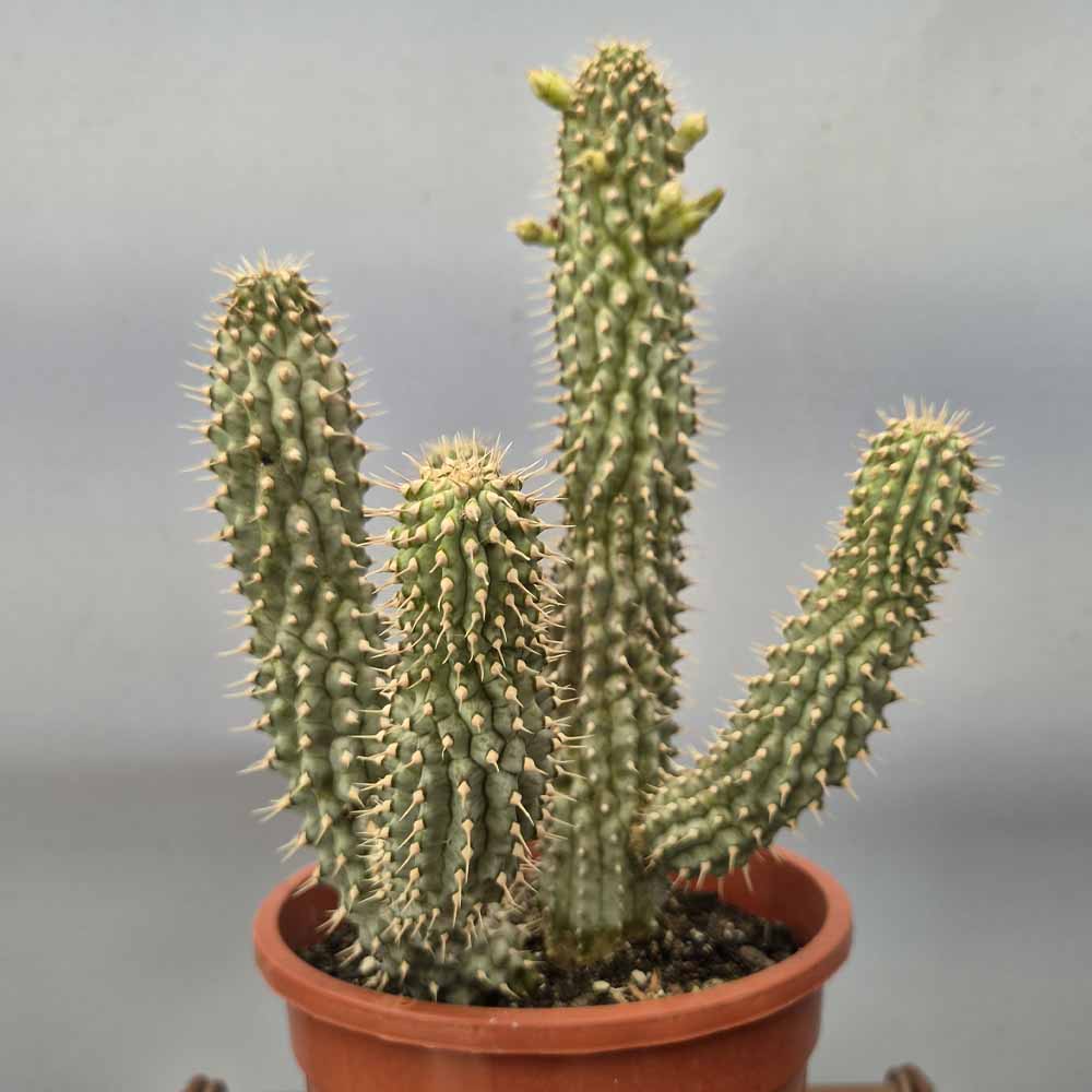 hoodia gordonii