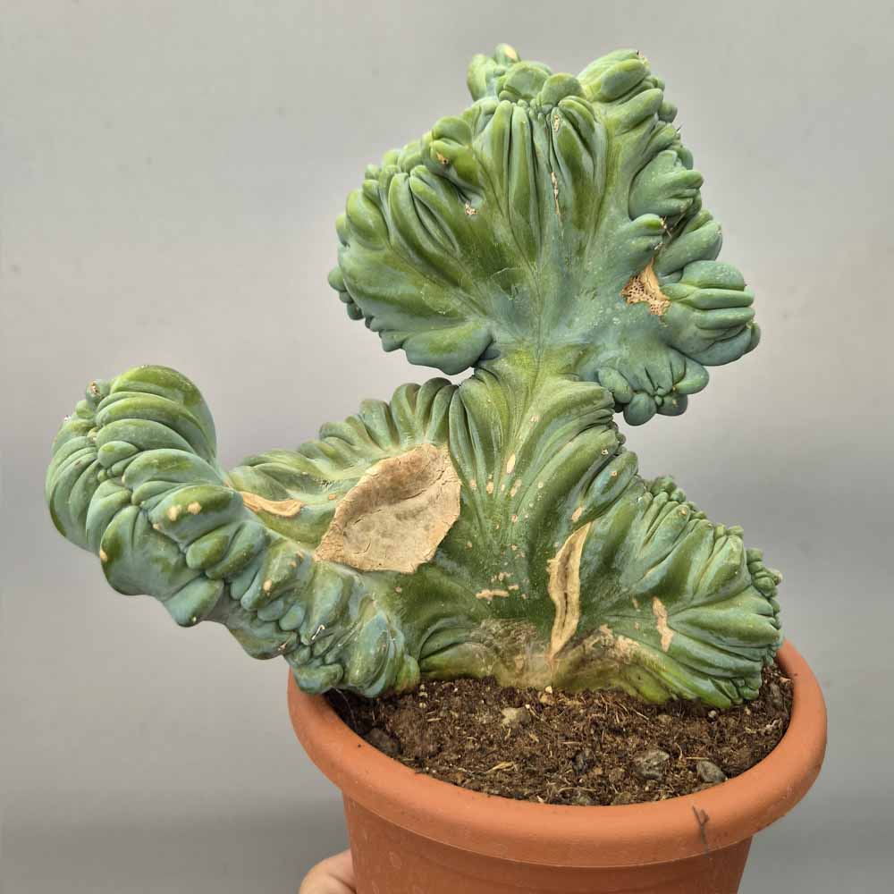 myrtillocactus strictum