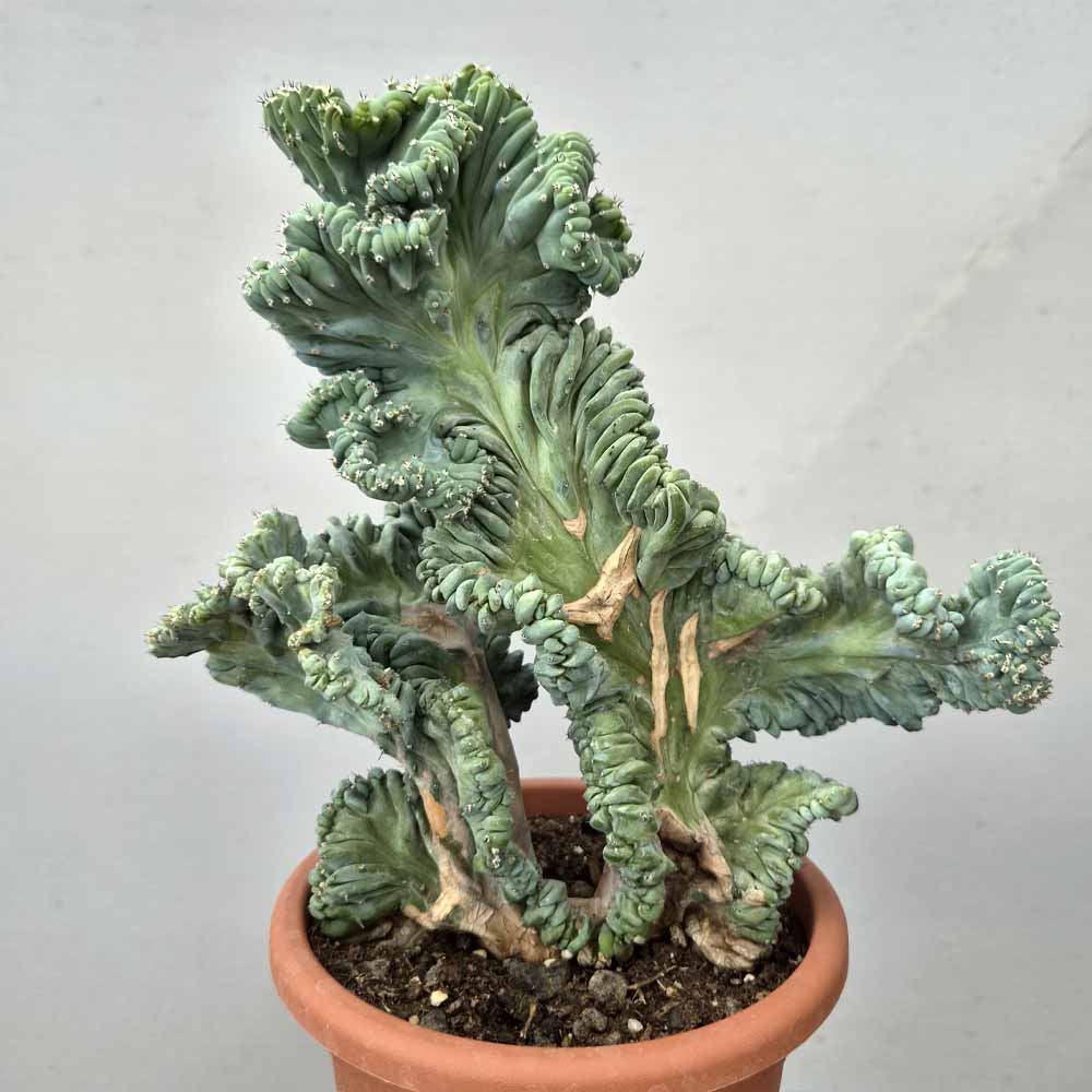myrtillocactus strictum