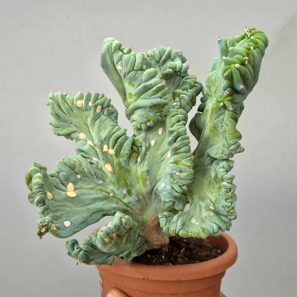 myrtillocactus strictum
