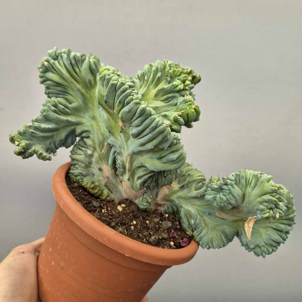 myrtillocactus strictum cactus