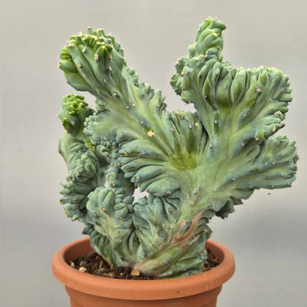 myrtillocactus strictum cactus