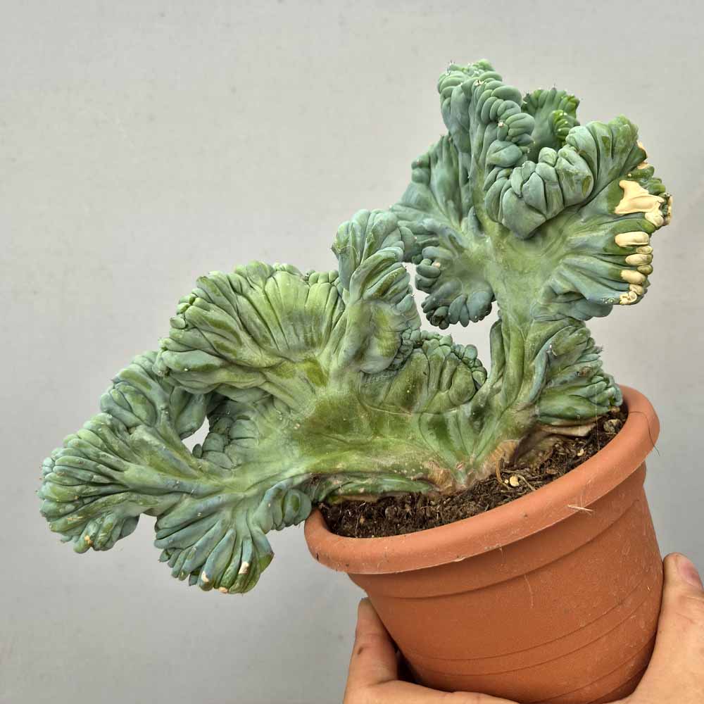 myrtillocactus strictum crestato