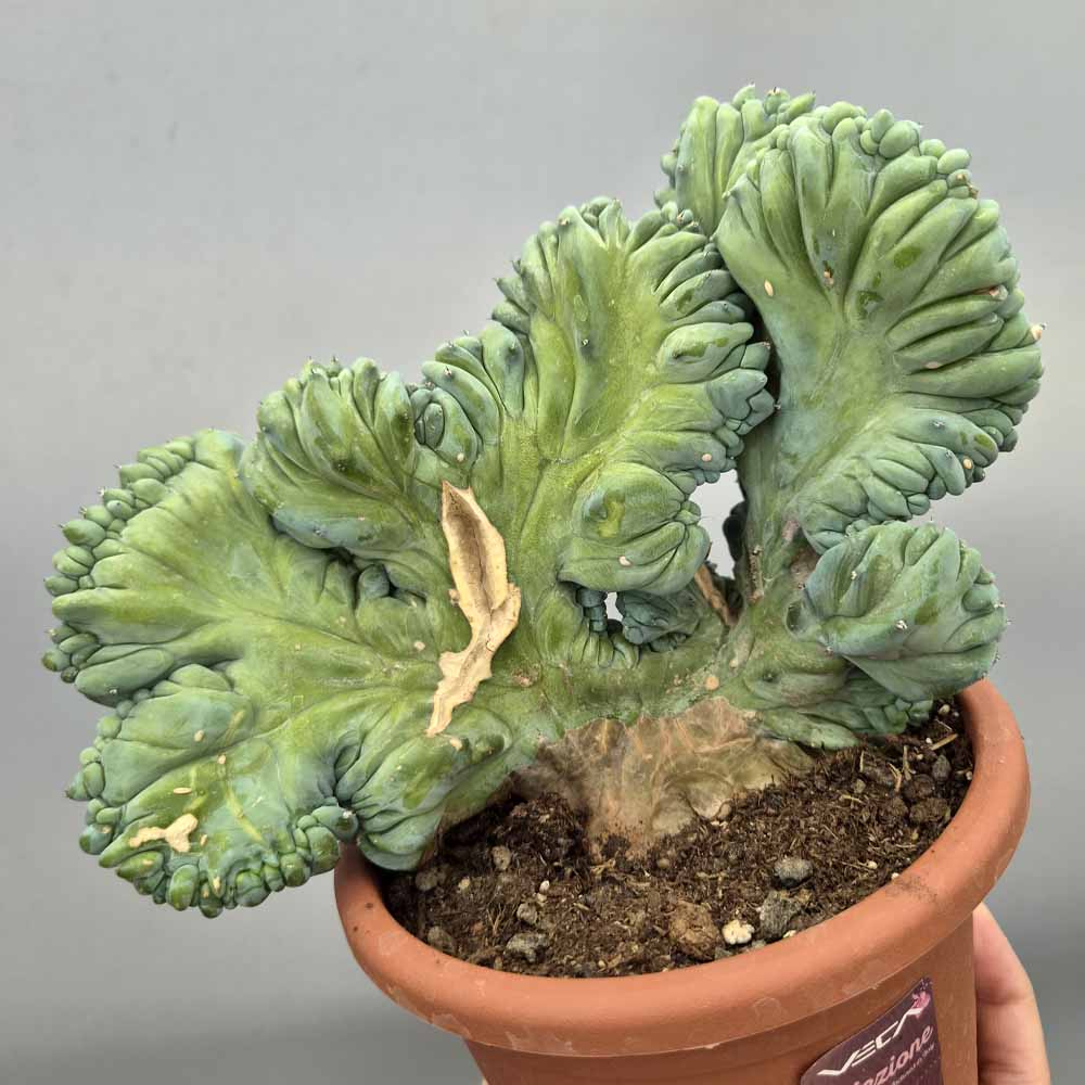 myrtillocactus strictum