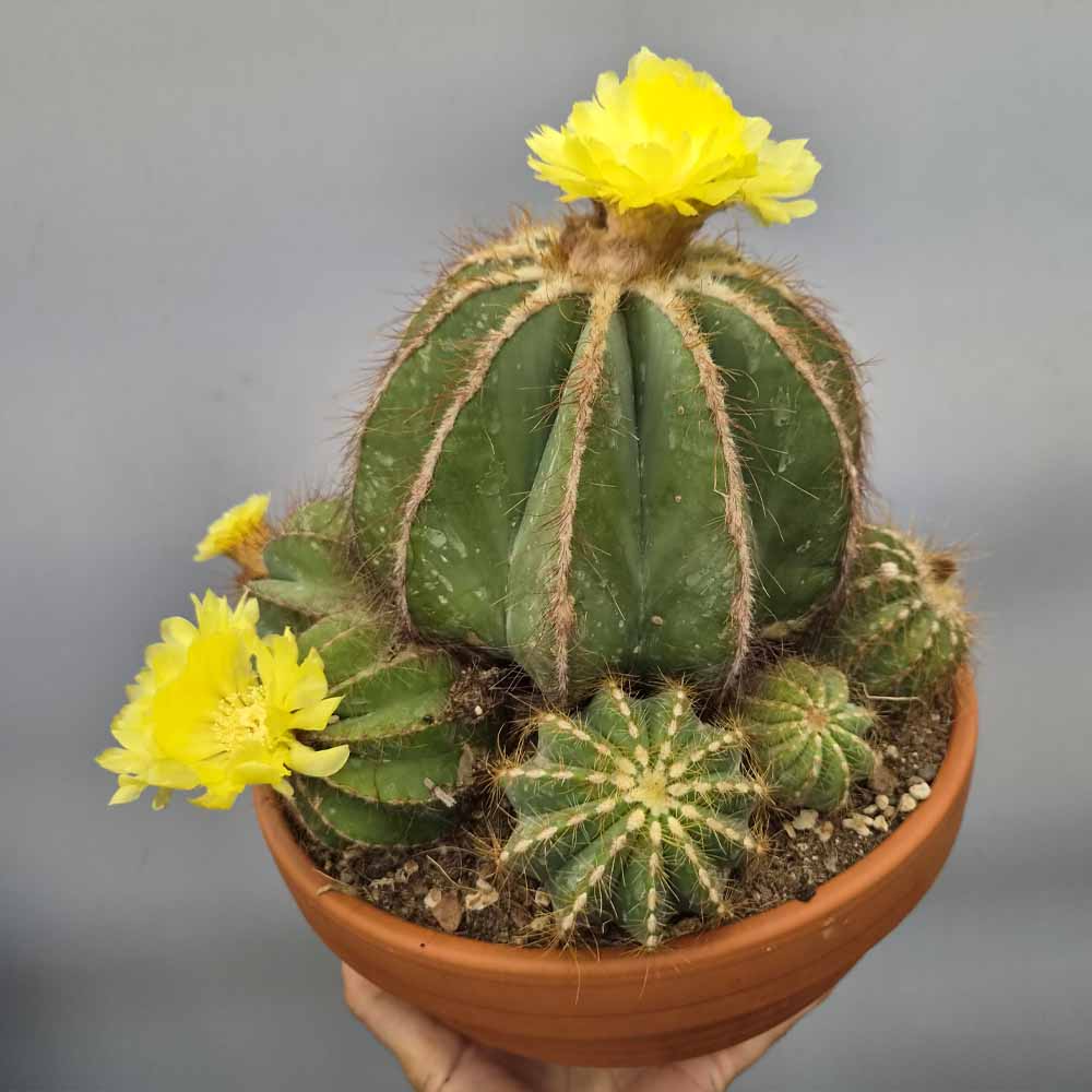 notocactus magnificus pianta