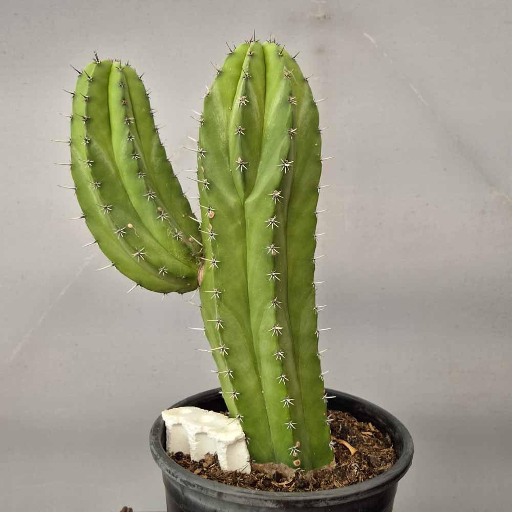polaskia chichipe