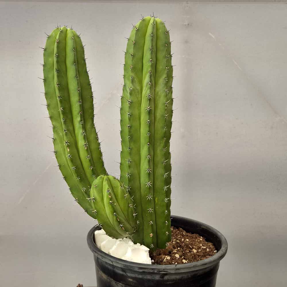 polaskia chichipe