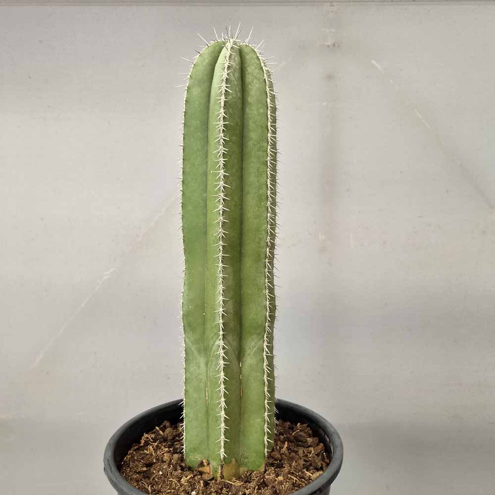 stenocereus marginato cactus