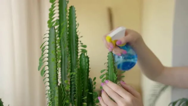 Close-up of hands carefully handling cacti without fear of thorns, showing expert plant care techniques