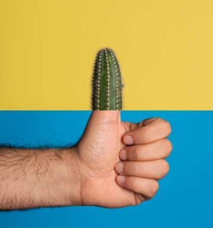 Expert hands with green thumb caring for spiny cacti plants, demonstrating professional plant cultivation methods